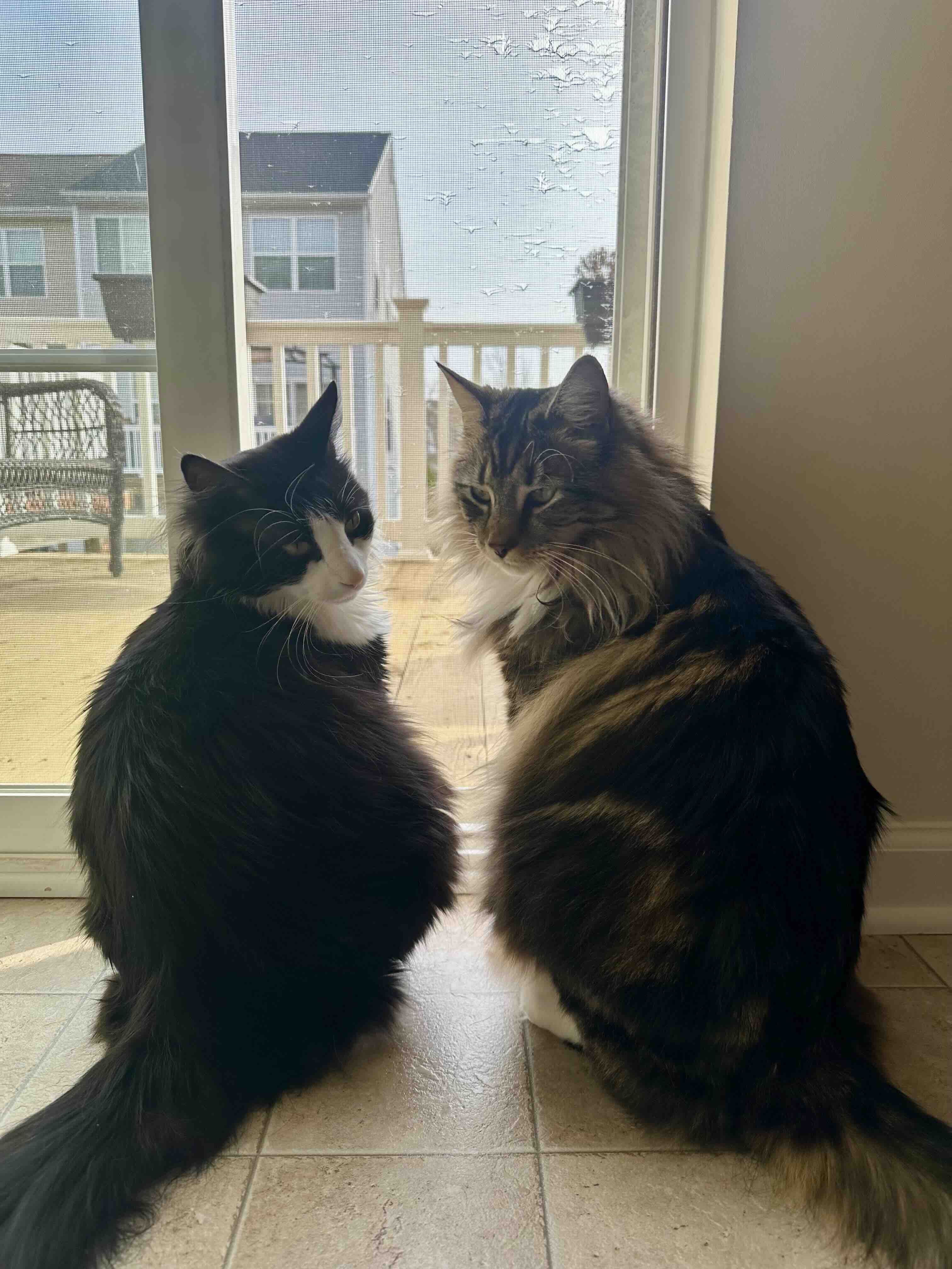 Arlo and Edie at the food bowl, mid-inspection