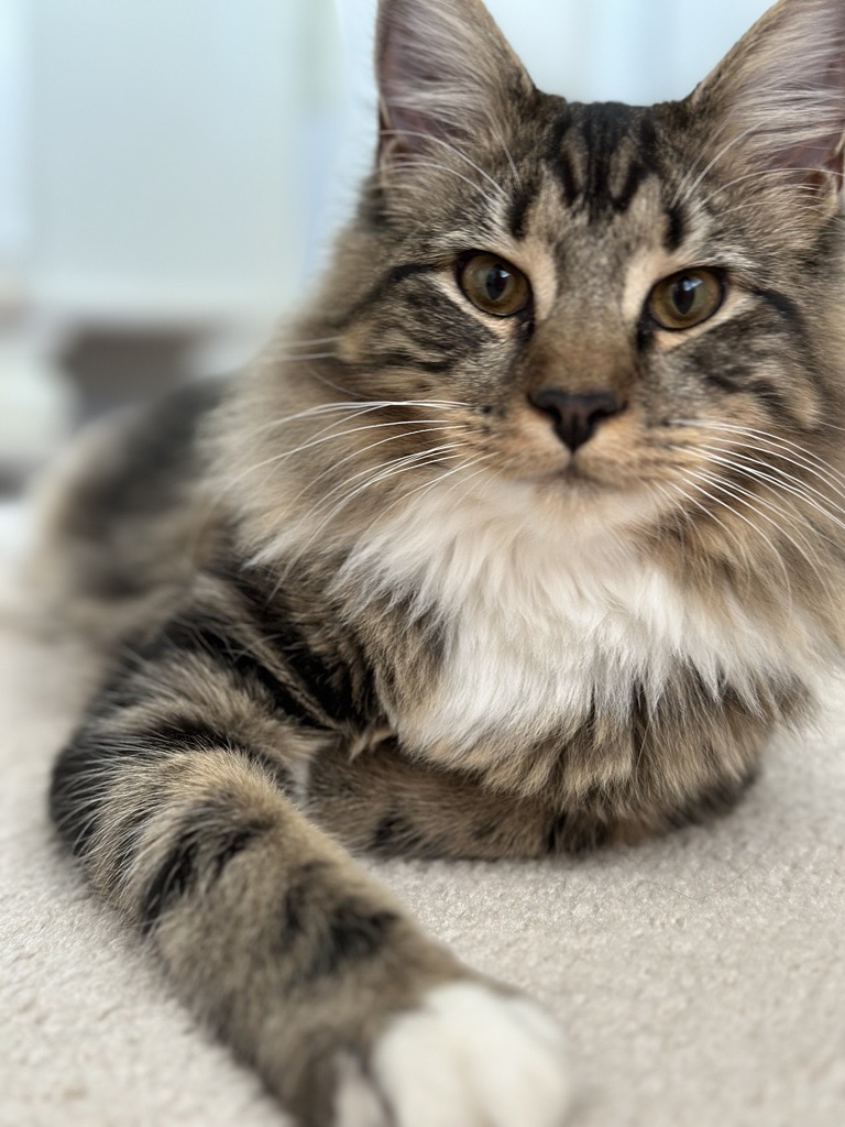 House Tiger mascot